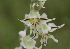 Gladiolus permeabilis edulis