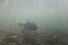 Oncorhynchus tshawytscha