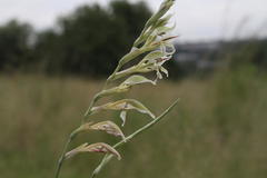 Gladiolus permeabilis edulis
