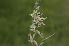 Gladiolus permeabilis edulis