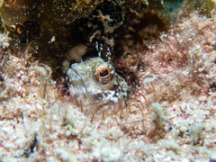 Emblemaria pandionis