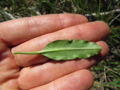 Euphorbia silenifolia