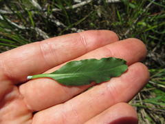 Euphorbia silenifolia
