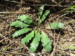 Euphorbia silenifolia