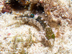 Malacoctenus erdmani