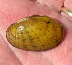 Cambarunio taeniatus