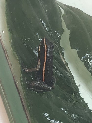 Amarakaeri Poison Frog