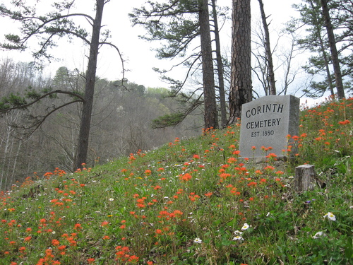 scarlet Indian paintbrush (Castilleja coccinea)