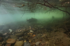 Oncorhynchus tshawytscha