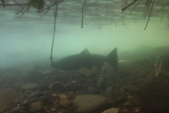 Oncorhynchus tshawytscha