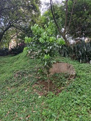 Melicoccus bijugatus