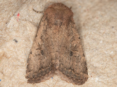 Nudorthodes variabilis