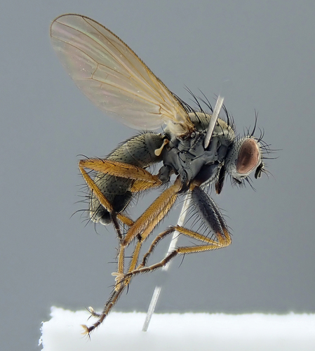 Coenosia intermedia