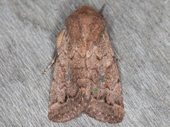 Nudorthodes variabilis