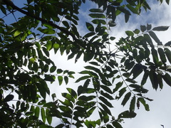 Bretschneidera sinensis