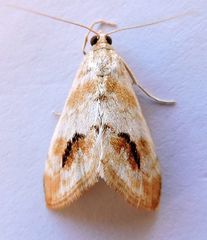 Evergestis lunulalis