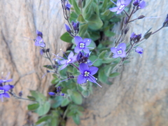 Veronica copelandii