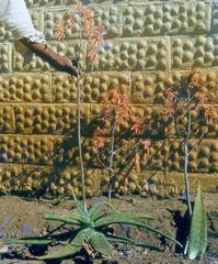 Aloe parvibracteata