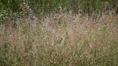 Melinis repens repens