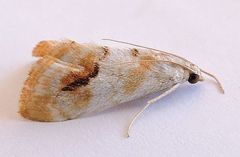 Evergestis lunulalis