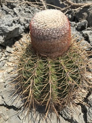 Melocactus macracanthos