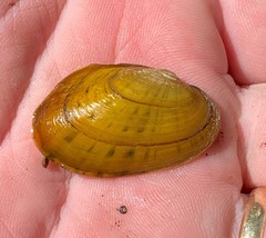 Cambarunio taeniatus