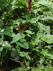 Lasiommata schakra
