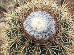 Melocactus macracanthos
