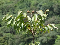Bretschneidera sinensis