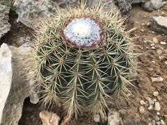 Melocactus macracanthos