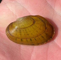 Cambarunio taeniatus