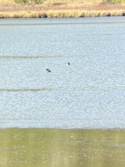 Podilymbus podiceps