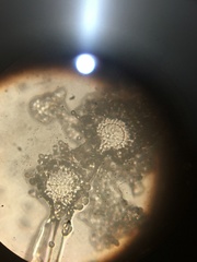 Penicillium