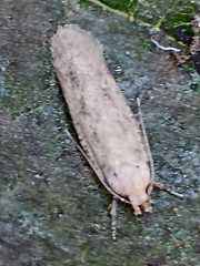 Platyedra subcinerea