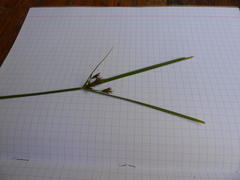 Cyperus longus tenuiflorus