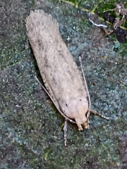 Platyedra subcinerea