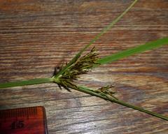 Cyperus longus tenuiflorus