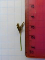 Cyperus longus tenuiflorus