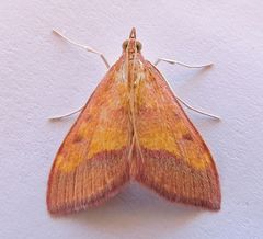 Pyrausta arizonicalis