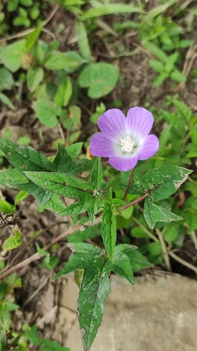 violettas