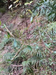 Coprosma ×cunninghamii