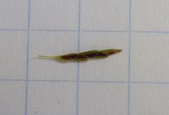 Cyperus longus tenuiflorus