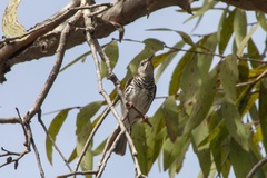 Ramsayornis fasciatus