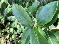 Ixora