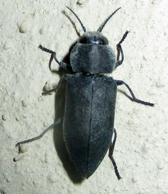 Melanophila unicolor