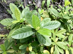 Ixora coccinea