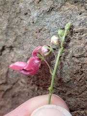 Diascia integerrima