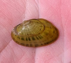 Cambarunio taeniatus