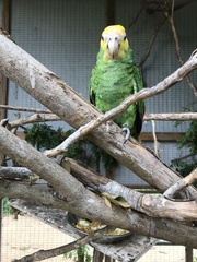 Amazona barbadensis