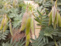 Vicia multicaulis